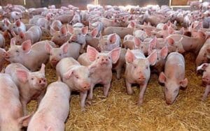 porci
