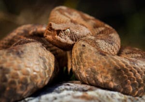 vipera doi