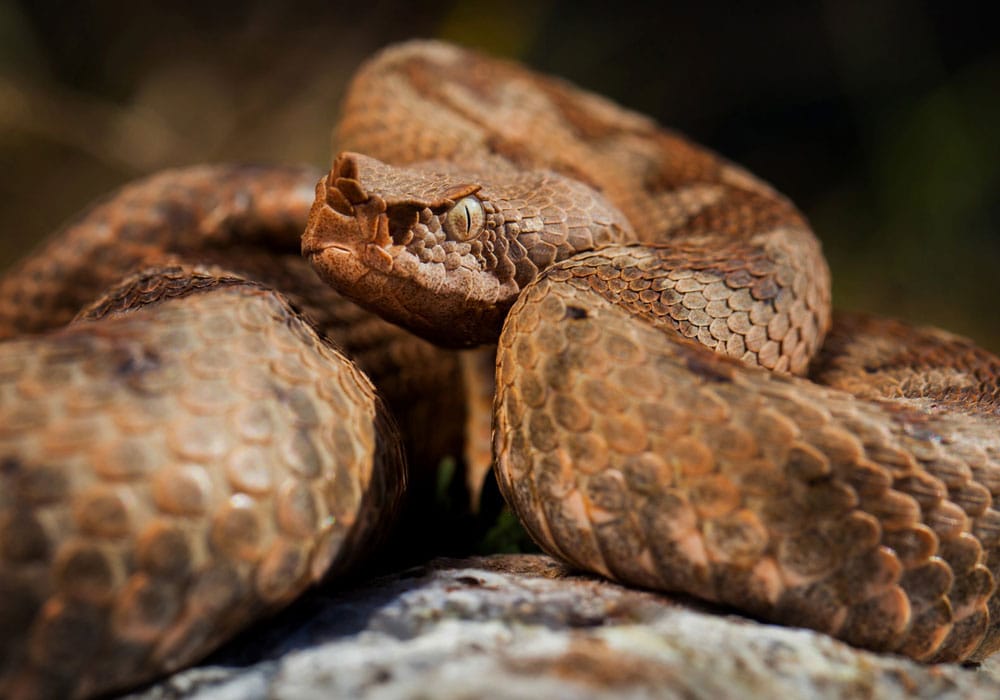 vipera doi
