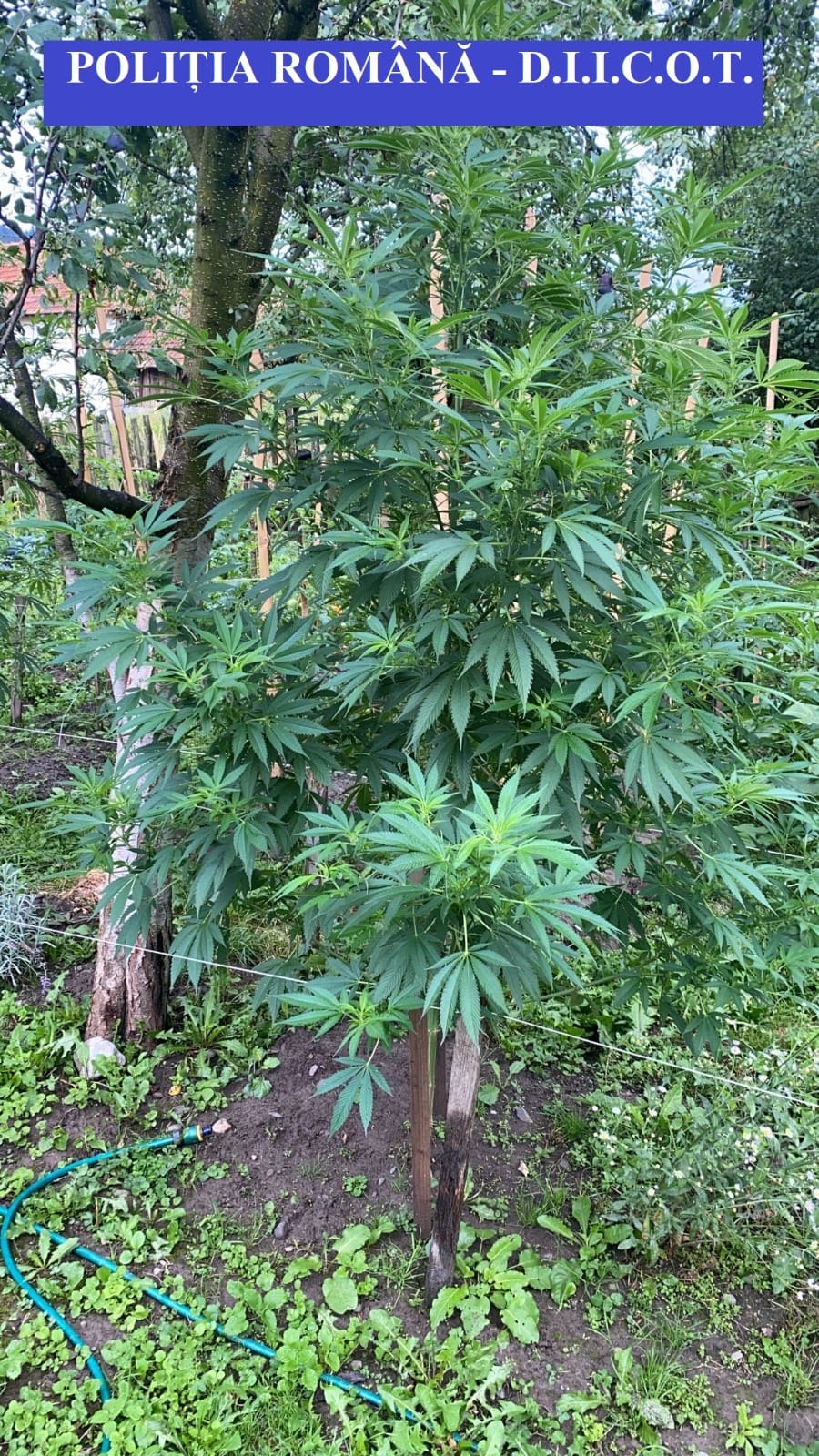 canabis