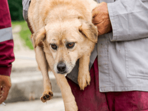 Patrupedele din adăpostul Mioveni au fost mutate în noile padocuri
