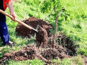 Piteşti. Se plantează 75 de arbori