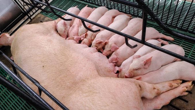 cusca scoafa ferma porci